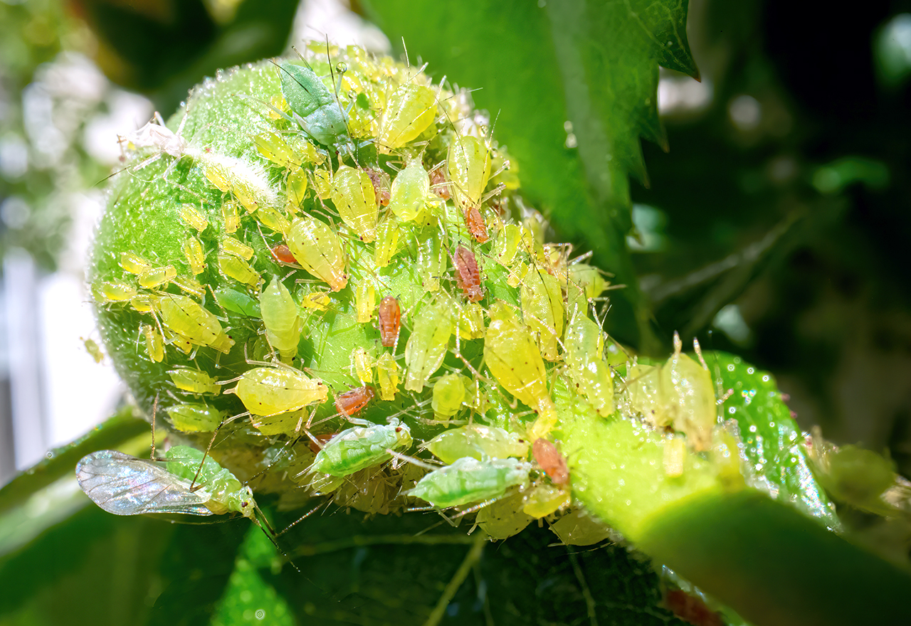 2023 The Year Of The Aphid   Aphids On Green Leaf 